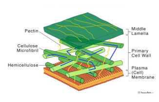 <p>preserve the structural integrity of the (plant) cell, typically made of a fibrous carbohydrate such as cellulose (in plants) and/or chitin (in fungi)</p>