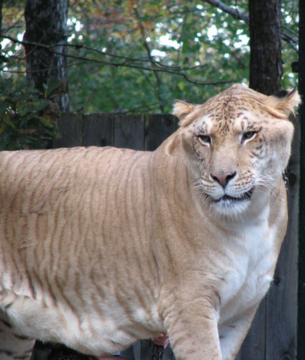 <p>a post-zygotic barrier, which reduces a hybrid's capacity to mature into a healthy, fit adult. The relatively low health of these hybrids relative to pure-breed individuals prevents gene flow between species.</p>