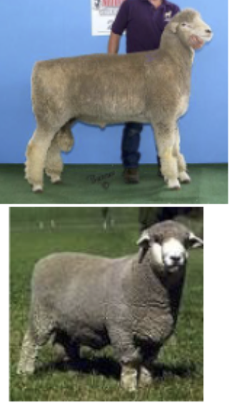 <p>Developed new zealand, Merino &amp; english Lincoln Longwool</p>