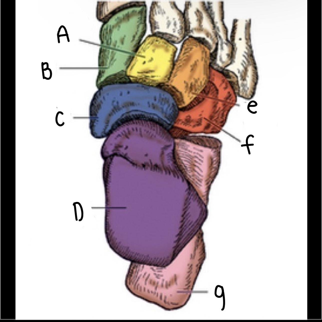 <p>What letter is C pointing to?</p>