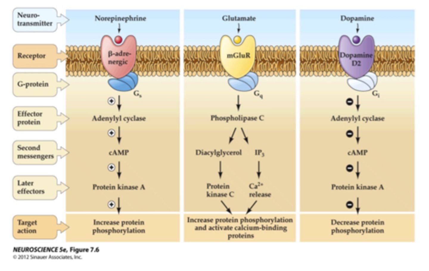 <p>These help relay signals inside the cell when GPCRs are activated.</p>