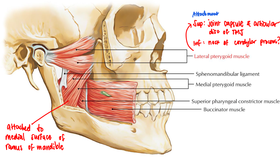 <p>Quadrangular, 2-headed muscles of mastication</p>