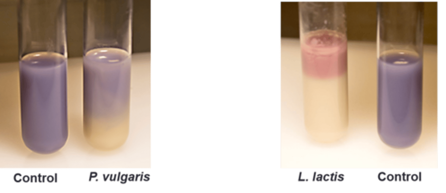 <p>The white indicates a(n)</p>