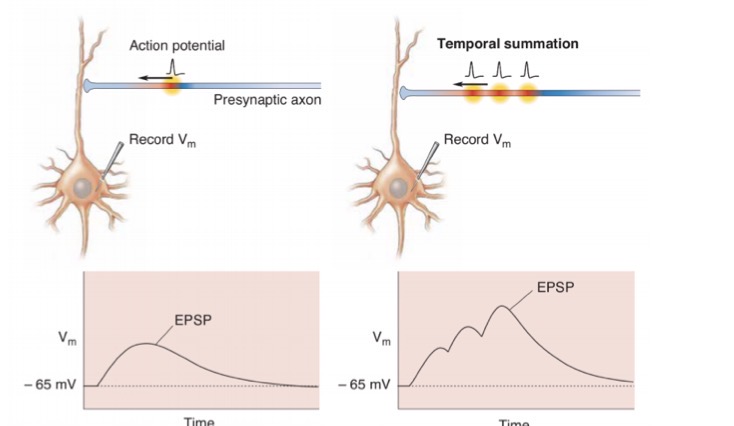 <p>How does the image on the right show us how a much larger postsynaptic response can be generated?</p>