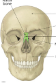 <p>forms bridge of the nose</p>