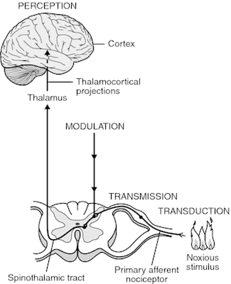 <p>the perception and sensation of pain</p>