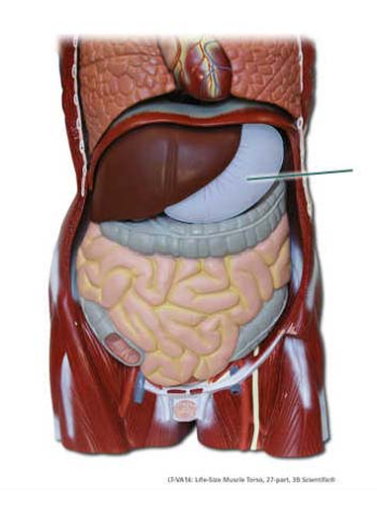 <p><span>Identify the highlighted structure.</span></p>