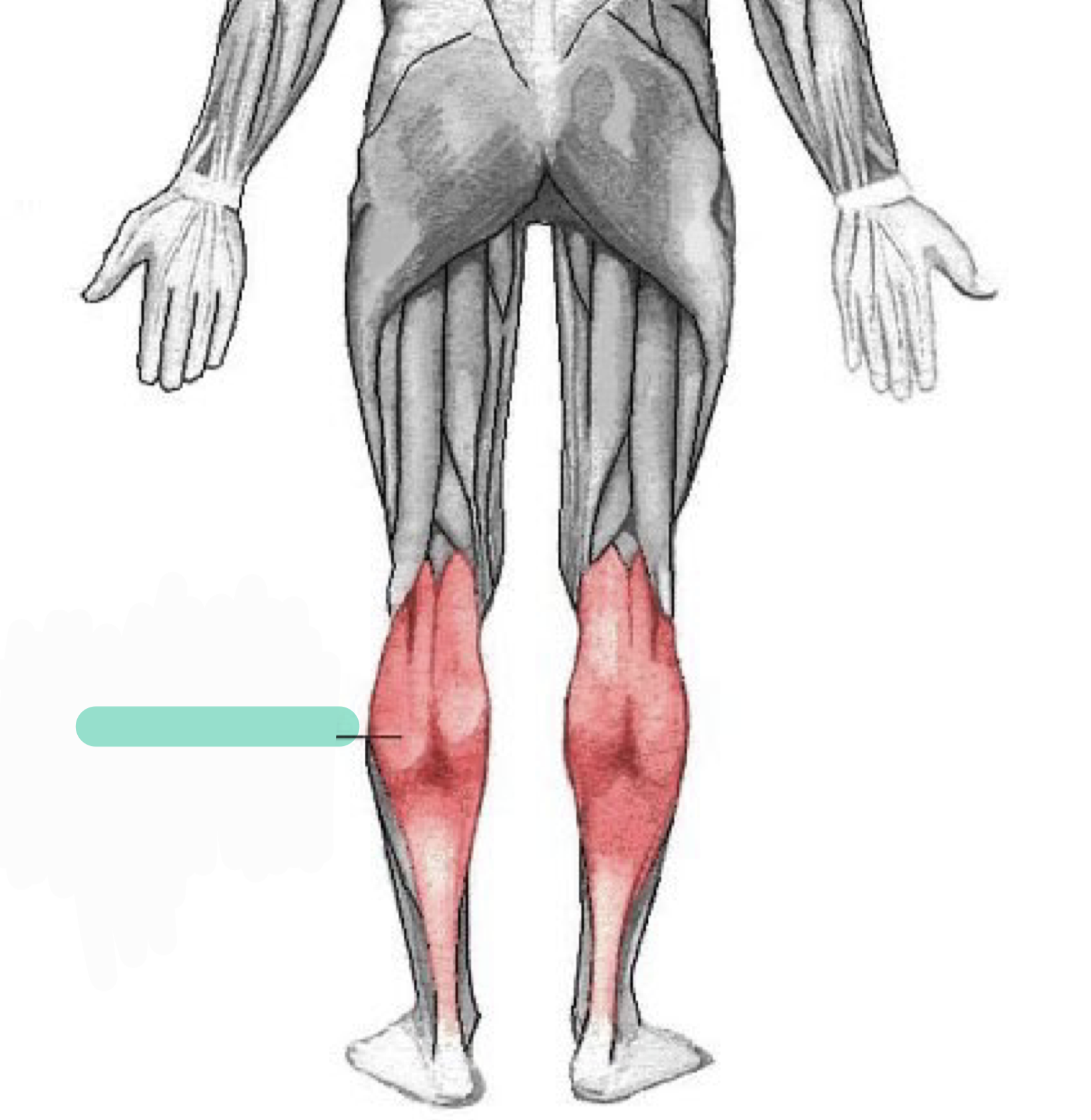 <p>Plantar flexes ankle (foot); flexes knee</p>