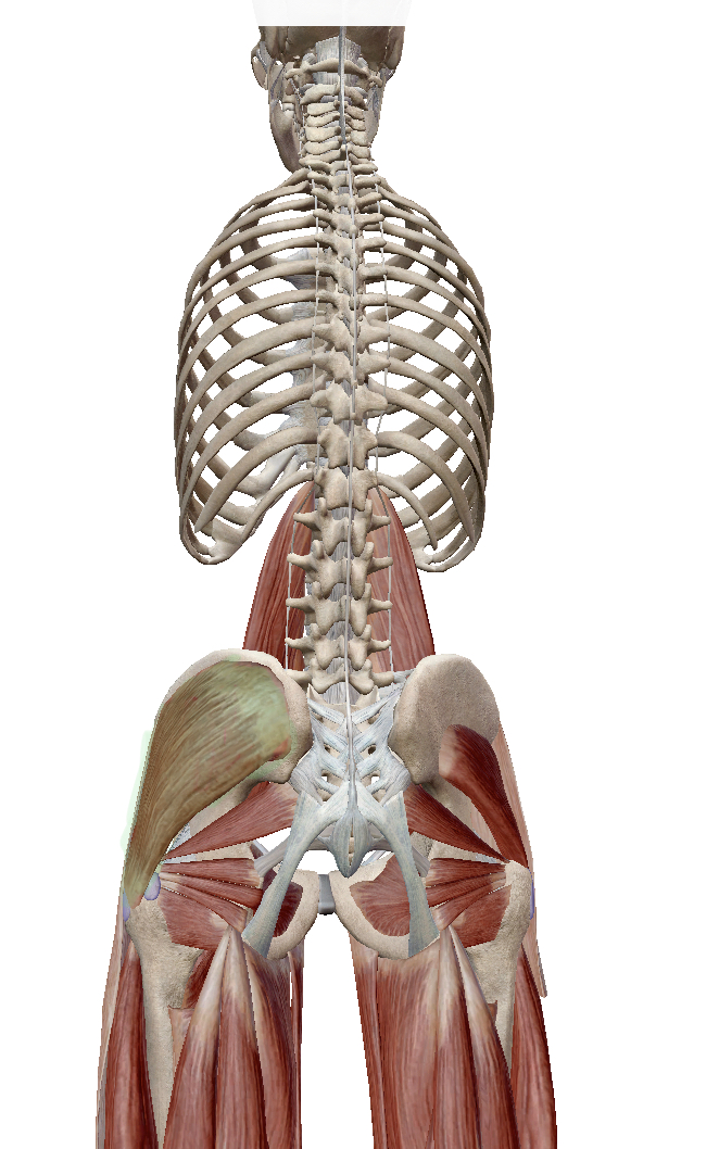 <p>Identify the highlighted muscle</p>