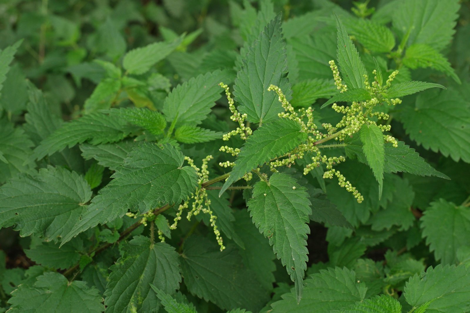 Stinging Nettle:

Narrow, arrow shaped, toothed leaves. Covered in fine thick hairs, clustered green flowers.