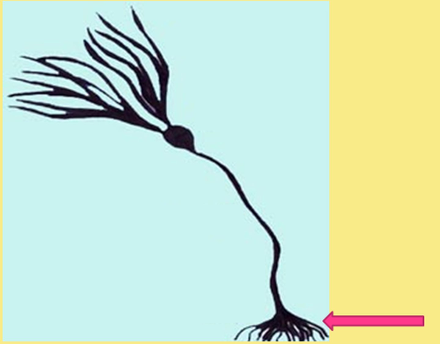 <p>A special structure used by an organism to anchor itself.</p>