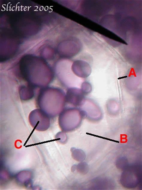 <p>What cell is this.</p>