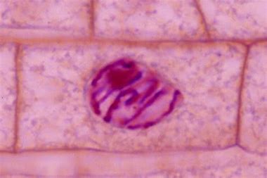 <ul><li><p>prophase</p></li></ul>