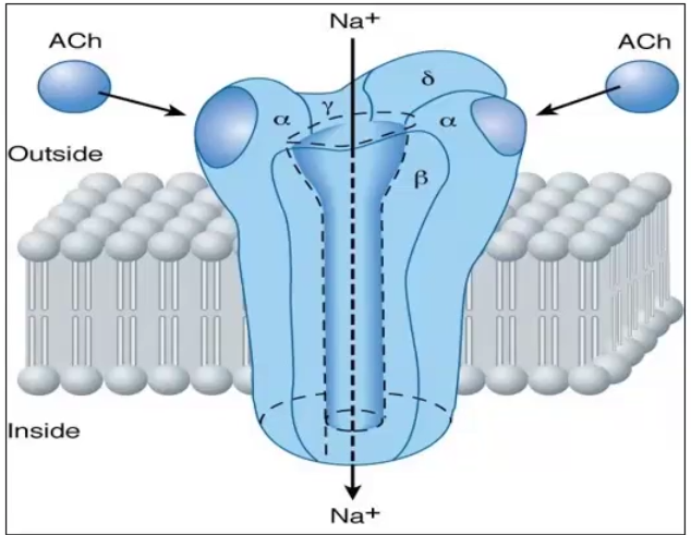 <p>Receptors linked to ion channels are those that are ligand gated, voltage gated or 2nd messenger regulated and only open by changing conformation once it binds the ligand</p><ul><li><p>Ex. Acetycholine, GABA-A, Glycine, Glutamate (not adrenergic or muscarinic)</p></li></ul><p></p>