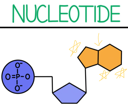 <p>What part of the nucleotide is this?</p>