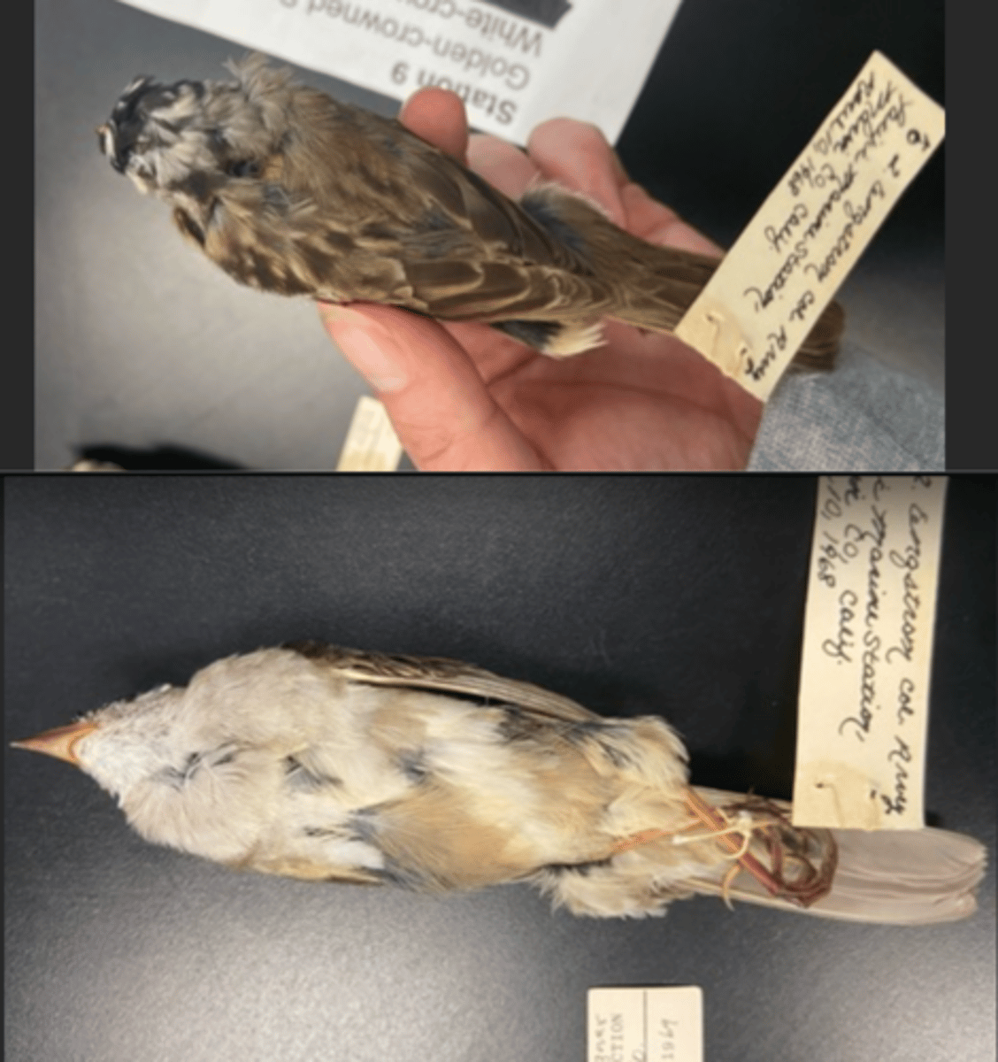 <p>DIET</p><p>- Omnivorous (both plants and animals)</p><p>---------------------------</p><p>BEAK</p><p>- yellow bills</p><p>- small </p><p>---------------------------</p><p>FOOT MORPHOLOGY</p><p>- Anisodactyl</p>
