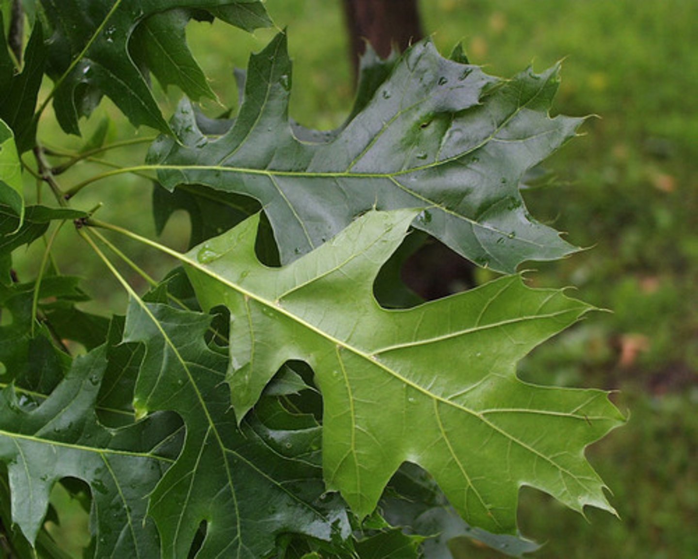<p>Quercus velutina, Fagaceae</p>