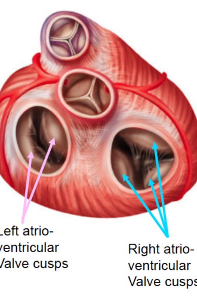 <p>Blood always flows from an area of high pressure to an area of low pressure.</p><p>The flow of blood (dictated by differences in pressure, not muscles), operates the valves of the heart.</p><p>Atrioventricular valves: Open to allow blood to flow from the atria into the ventricles.</p><p>Outflow (semilunar): Open to allow blood to flow from the ventricles, into the outflow vessels.</p>