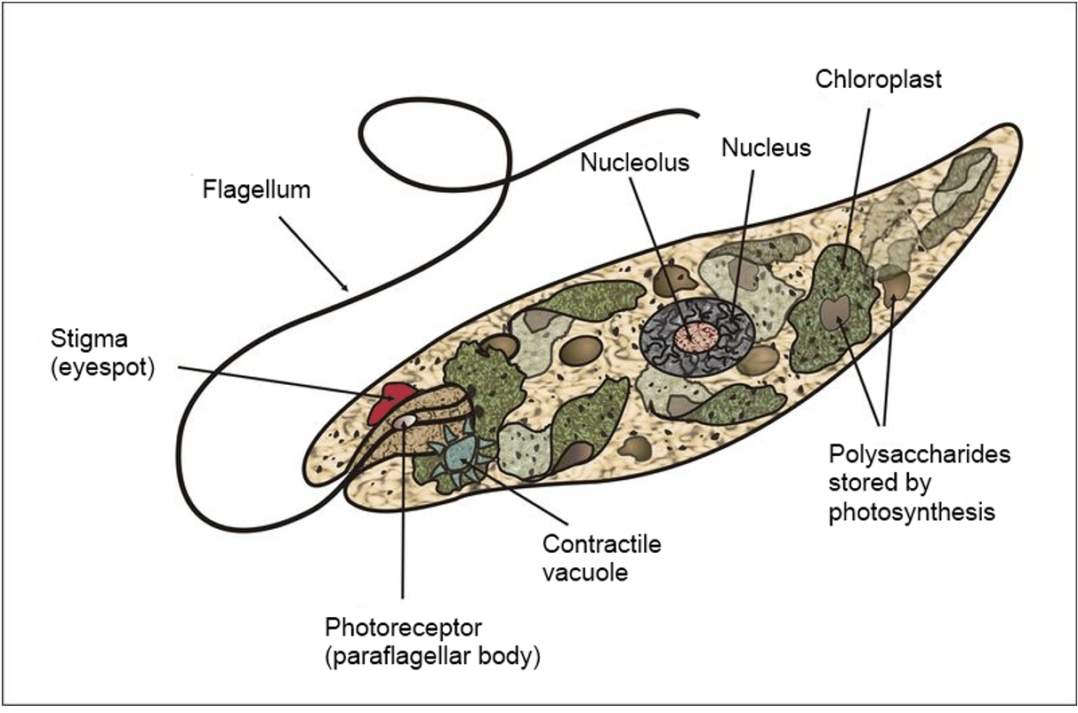 Euglena 