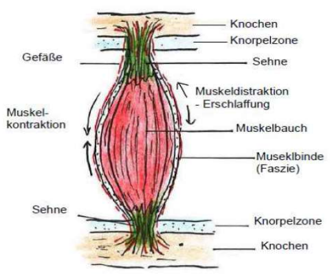 <p>Muskel zusammenziehen - erschlaffen → Knochen bewegen sich</p>