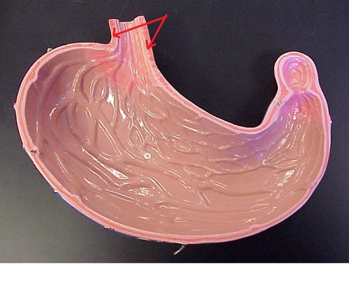 is a weak circle of smooth muscle capable of closing off an opening