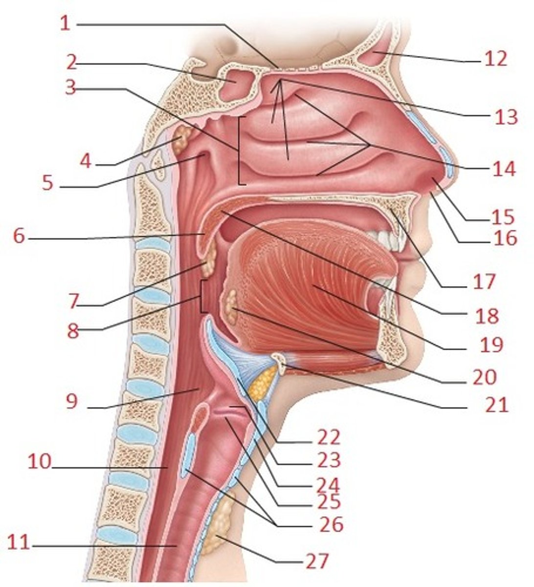 <p>bony anterior portion of palate</p>