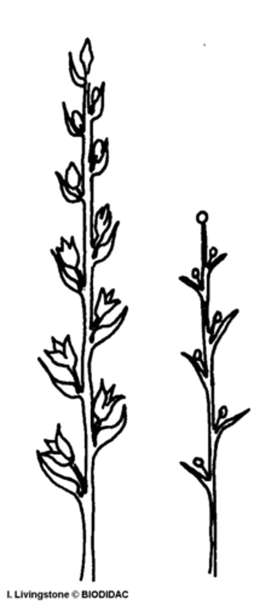 <p>single stalk with flowers directly on the stalk (simplest)<br>ex: corn</p>