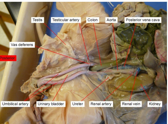 <p>transport urine from the kidneys to the bladder. </p>