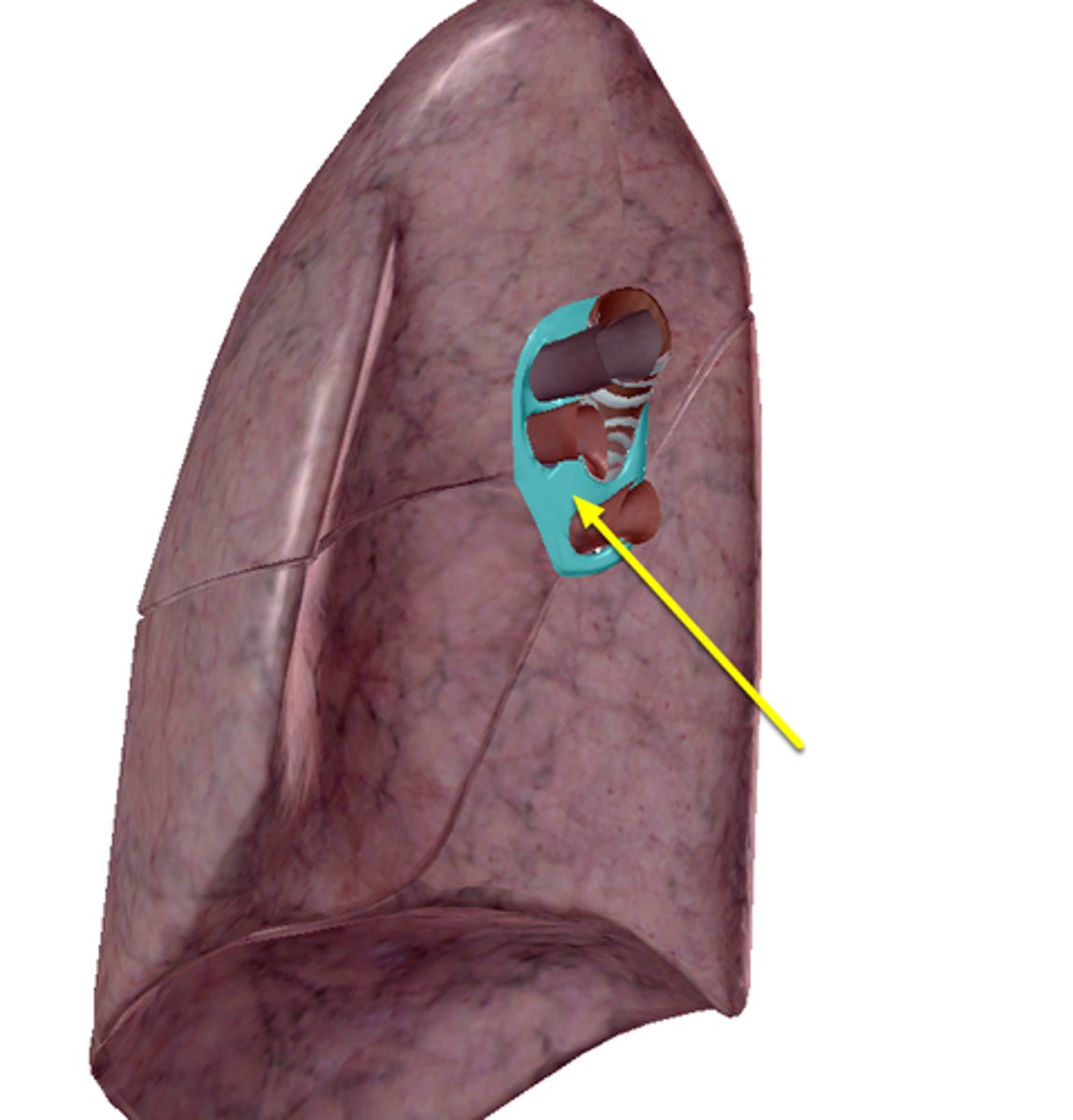 <p>contains pulmonary vessels &amp; right and left main bronchus</p>