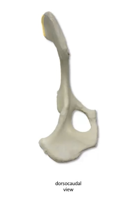 What is this bony prominence 