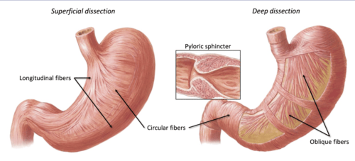 <p>Muscularis:</p><p>-3 layers of muscles</p><p>--longitudinal and circular and oblique</p><p>Churning: mix with acid and gastric juices</p><p>Peristalsis: move toward duodenum</p>