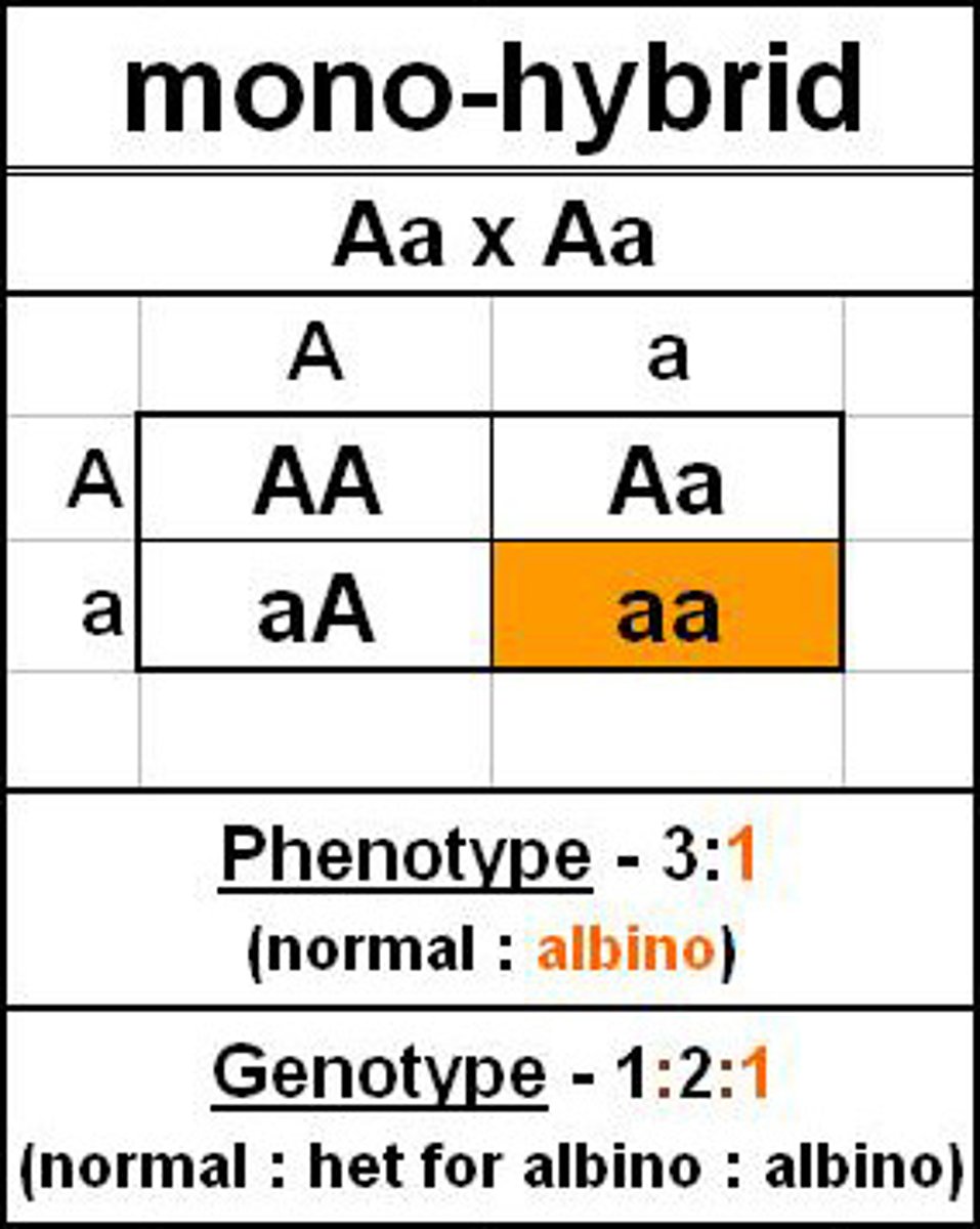 <p>heterozygous mating --&gt; single gene = same allele (self-fertilisation)</p>