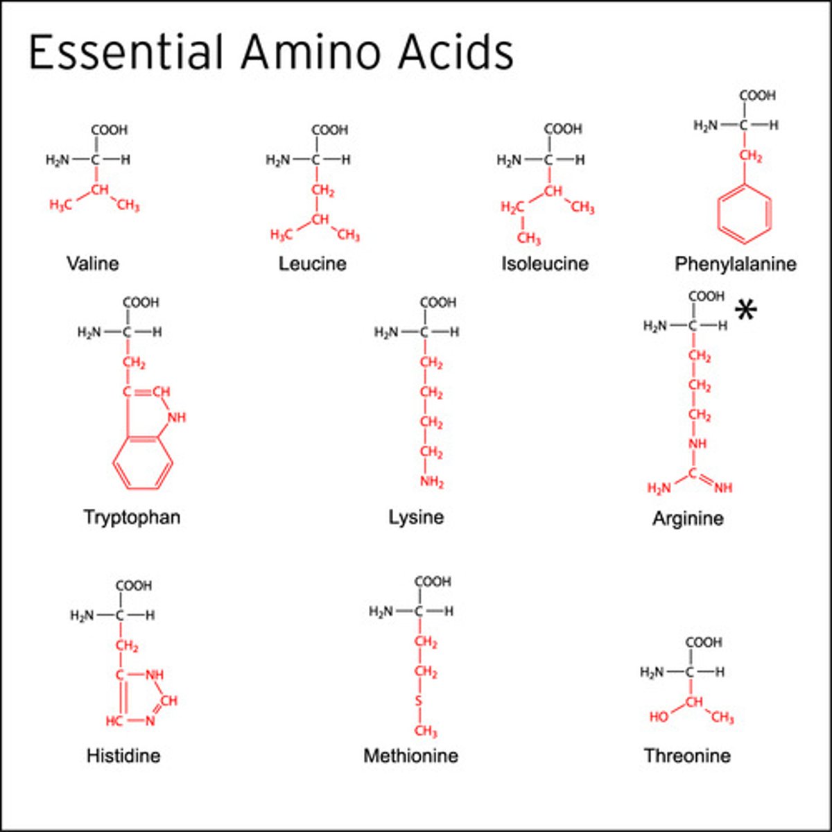 <p>Essential amino acids are amino acids that our body cannot synthesize; thus, we need to get these from our diet.</p><p>Non-essential amino acids can be synthesized by our bodies.</p>