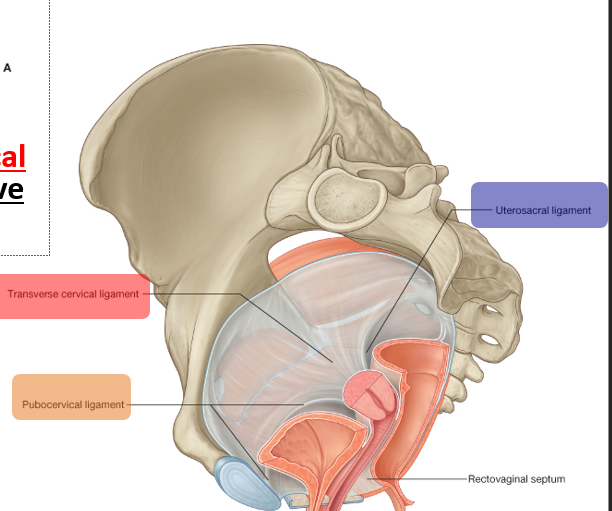 <p>Supporting Ligaments:</p><ul><li><p>from cervix to the anterior (pubocervical), </p></li><li><p>lateral (transverse cervical or cardinal ligament or Mackenrodt ligament )</p><ul><li><p>provides the main passive support of the uterus. </p></li></ul></li><li><p>posterior (uterosacral ligament) pelvic walls. </p></li></ul><p></p><p></p><p></p><p></p>
