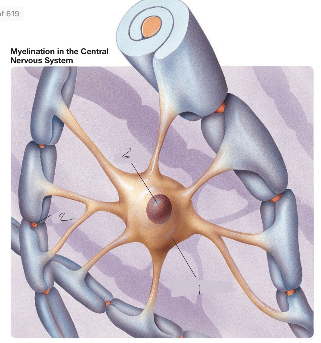 knowt flashcard image