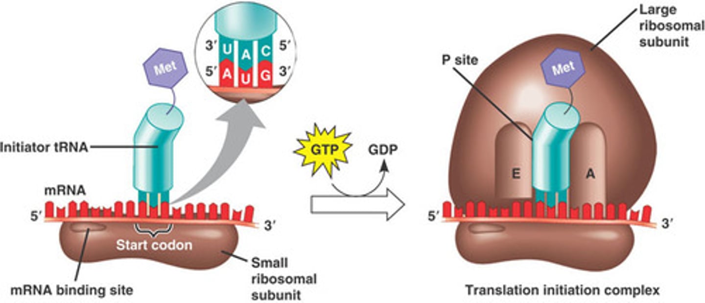 <p>- Carries N-formyl methionine</p><p>- Through GTP, large subunit of the ribosome is attached and the first tRNA attaches to the P site</p>