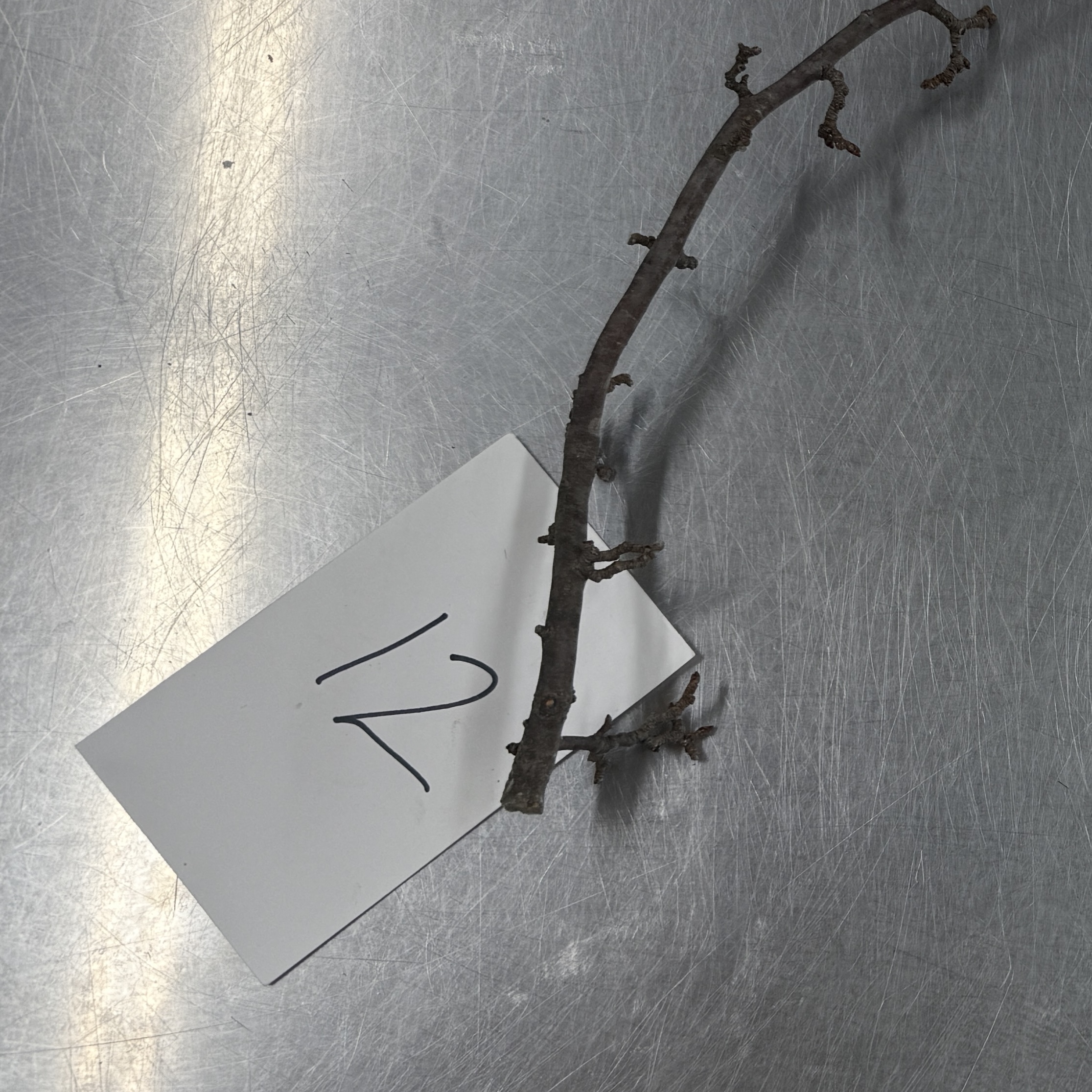 <p>Identify the modified stem structures</p>