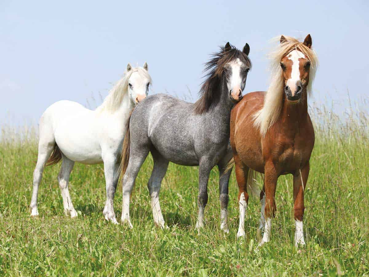 <ul><li><p>Wales</p></li><li><p><span style="color: red"><strong>Rugged and agile due to harsh environment of Wales</strong></span></p></li><li><p>Riding horse for children</p></li><li><p>Known for stamina, soundness, intelligence, even temperament </p></li><li><p>Pleasure, trail, hunting, racing, coal mines</p></li><li><p>Long neck, strong hindquarters and shoulders</p></li><li><p><span style="color: red"><strong>Any color except piebald or skewbald (white patches on top of color)</strong></span></p></li><li><p>Survived Henry VII’s decree that all horses under 15 hands be destroyed</p></li><li><p>11-13 hands</p></li><li><p>350 - 850 lbs</p></li></ul><p></p>
