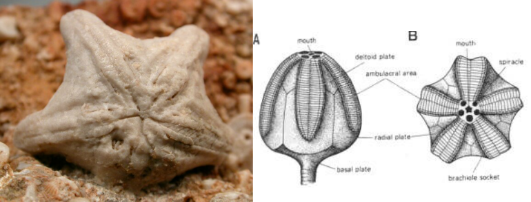 <p>Class Blastoida</p><p>-mouth on center of ridged end&nbsp;</p>