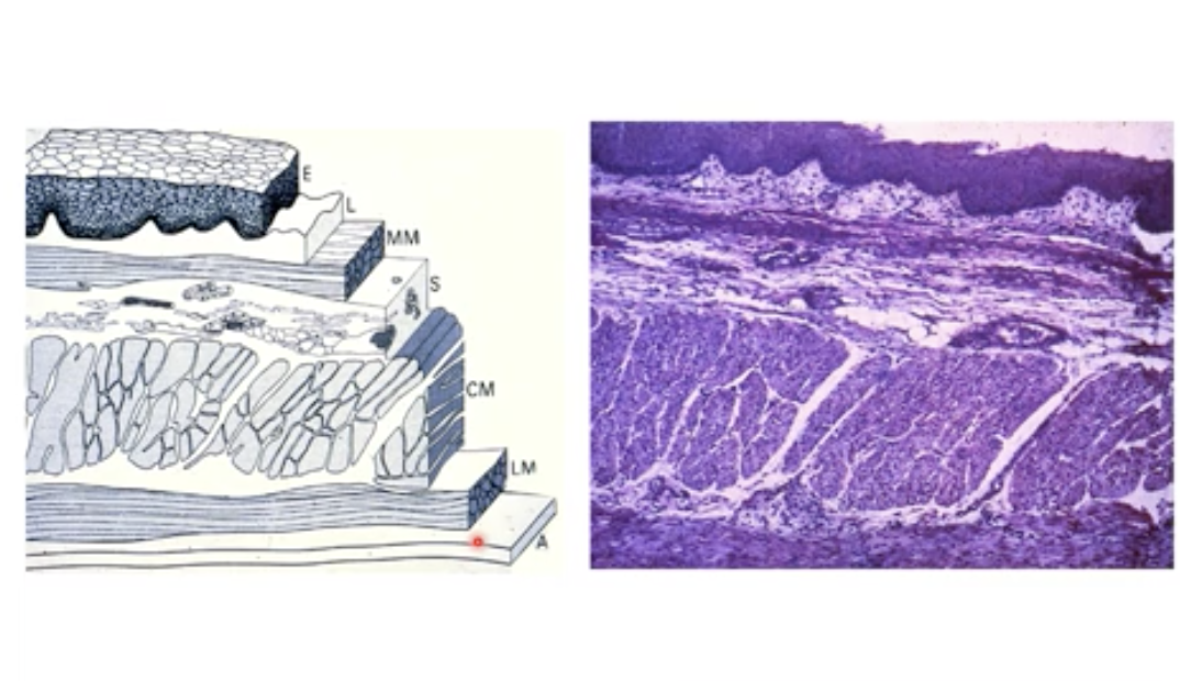 <ul><li><p>Squamous (top) + Fibroblasts / Lamina propria</p></li></ul><ul><li><p>Muscular Mucosa = Mucosa (1st layer formed from three layer)</p></li></ul><ul><li><p>Fatty tissue + Veins = Submucosa</p></li><li><p>Smooth muscle fibers (thick layer in the middle)</p></li><li><p>Fatty tissue</p></li></ul><p></p><p></p>