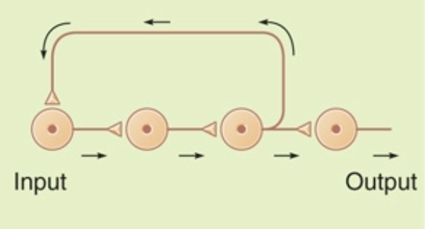 <p>neurons stimulate each other in a linear sequence and also circle around and restimulate the process producing a repetitive output</p>