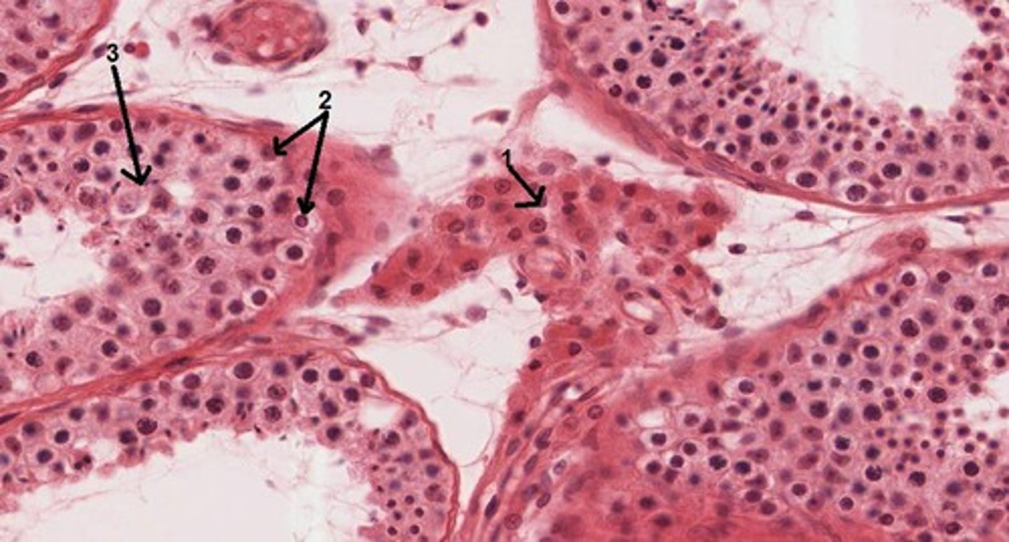<p>cells that make up the wall of layers around the seminiferous tubule.</p><p>They are involved in the development of a sperm cell.</p>