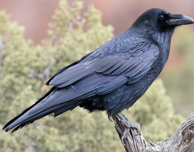 <ul><li><p>highly intelligent</p></li><li><p>often live with family members</p><ul><li><p>sometimes roost in huge flocks</p><ul><li><p>omnivorous</p></li></ul></li></ul></li></ul><p></p>