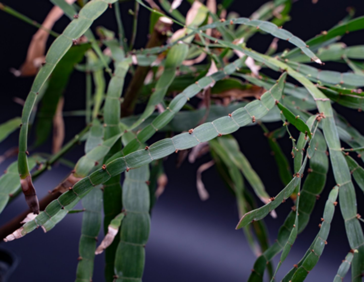<p>Which of the following apply to the modifications that have evolved in this plant?</p>
