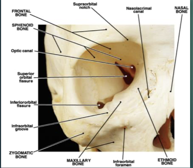 <p>Cavities that encase eyes, attachment points for the eye muscles. Formed by 7 bones, including the Frontal, sphenoid, zygomatic, maxilla, palatine, lacrimal, ethmoid bones.</p>