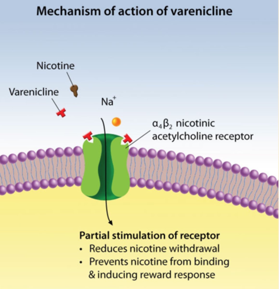 <p>- smoking cessation</p><p>- release of dopamine @ nucleus accumbens</p>