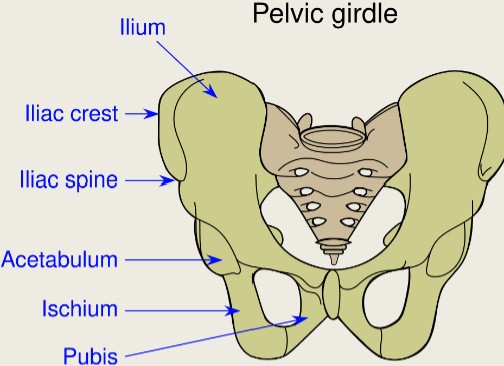 <p>Attaches the hindlimbs to the body.</p><p>Includes the ilium, ischium, and pubis. Together this is called the innominate bone.</p>