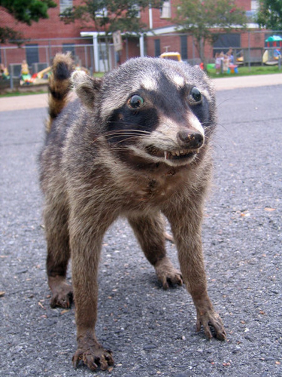 <p>scared of ... : sợ cái gì</p><p>eg: Bao is scared of taking a bath.</p><p>(Do scared là tính từ nên đặt câu cần dùng động từ tobe, và sau "of" động từ thêm -ing vì sau các giới từ thì động từ phải thêm -ing)</p>