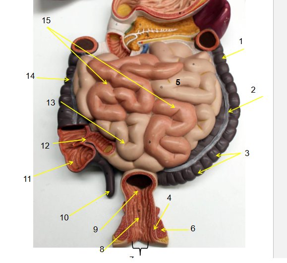 whats the pathway of food through the GI tract?