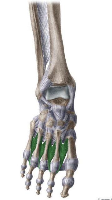 <p>MUSCLE:</p><p>ORIGIN:</p><p>INSERTION:</p><p>NERVE:</p><p>ACTION:</p>